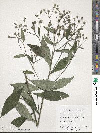 Vernonia noveboracensis image