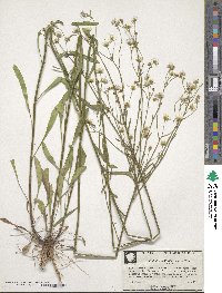 Erigeron strigosus image