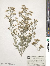 Symphyotrichum pilosum image