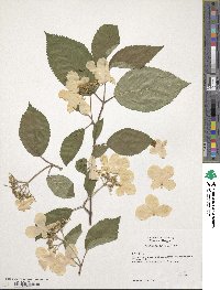 Viburnum plicatum image