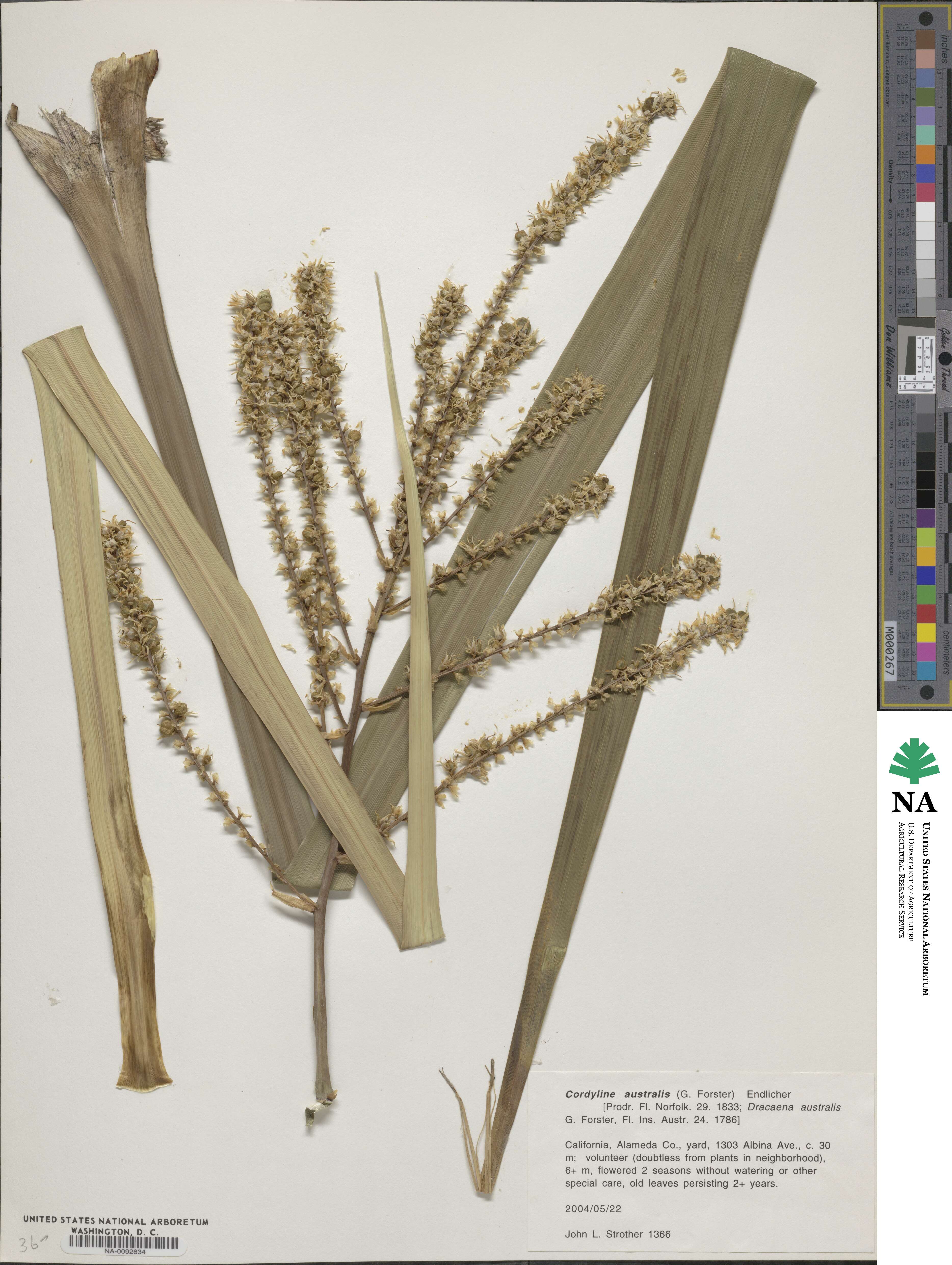 Cordyline australis image
