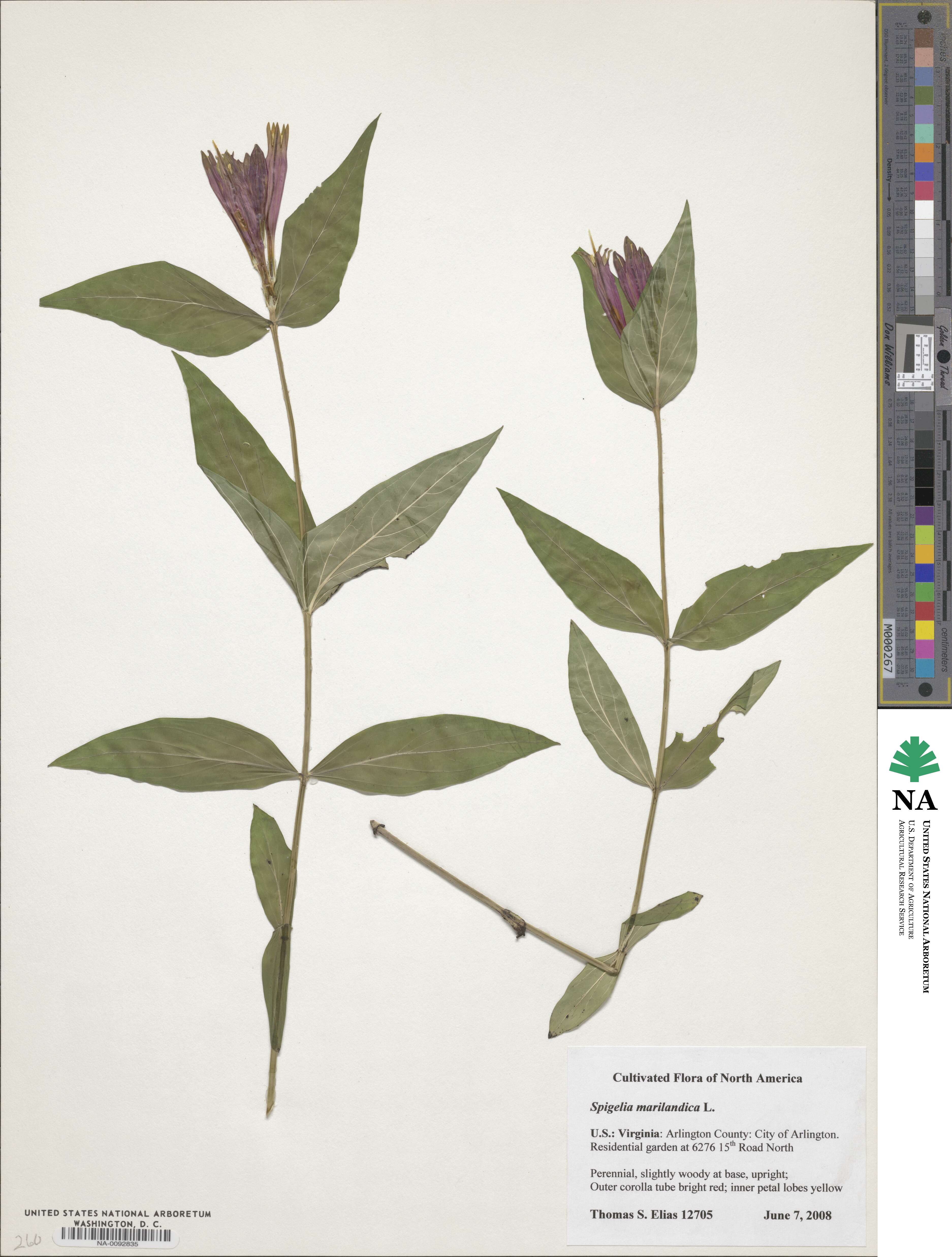 Loganiaceae image