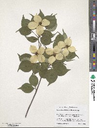 Cornus kousa image
