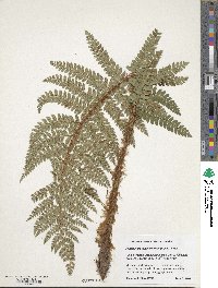 Polystichum polyblepharum image