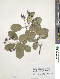 Chionanthus retusus image