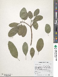 Cordia sonorae image