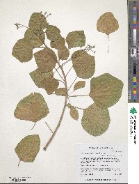 Jatropha cinerea image
