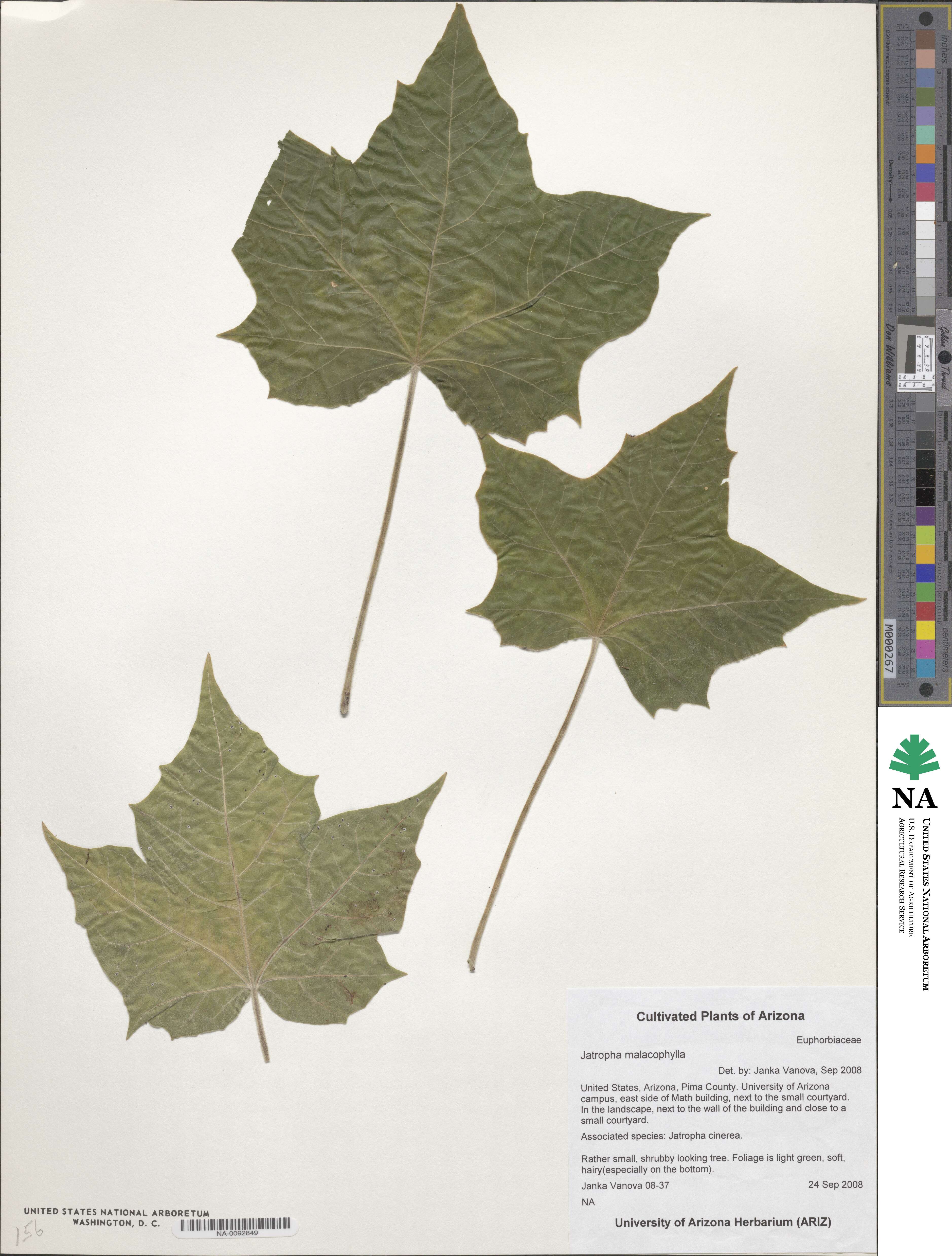 Jatropha malacophylla image