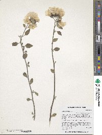 Cordia parvifolia image