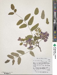 Robinia neomexicana image