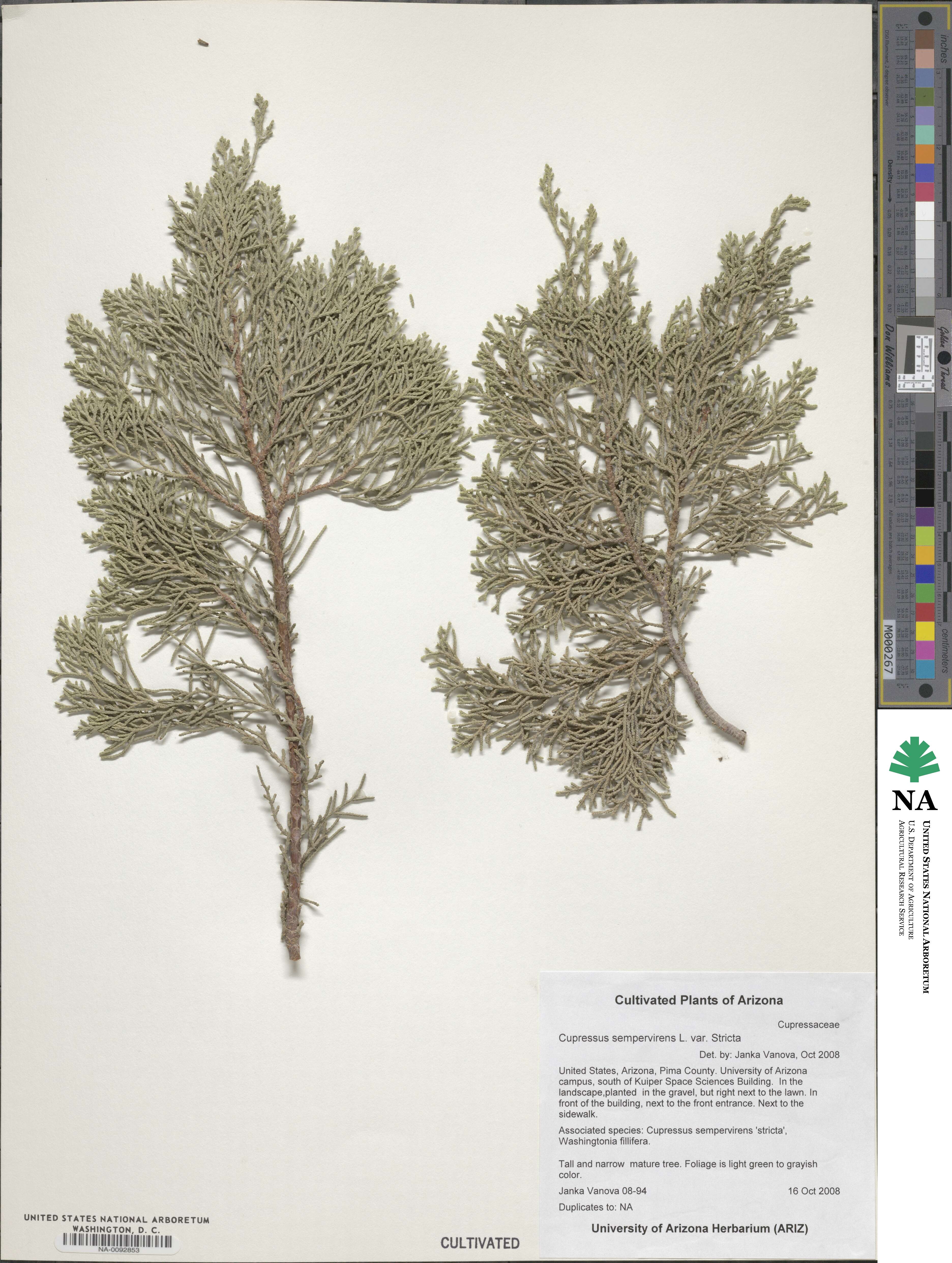 Cupressus sempervirens var. stricta image