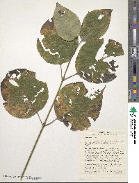 Cornus rugosa image