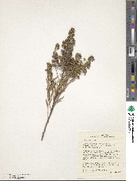 Spiraea alba image