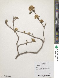 Fothergilla latifolia image