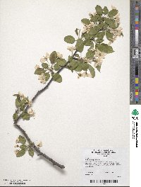 Malus sieboldii image