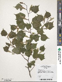 Tilia mongolica image