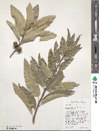 Quercus imbricaria image