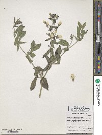 Baptisia bracteata var. leucophaea image