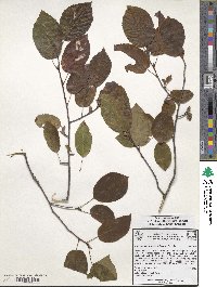 Amelanchier arborea image