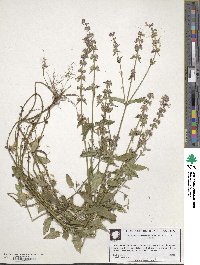 Stachys floridana image