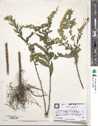 Solidago altissima image