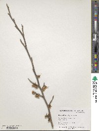 Hamamelis vernalis image