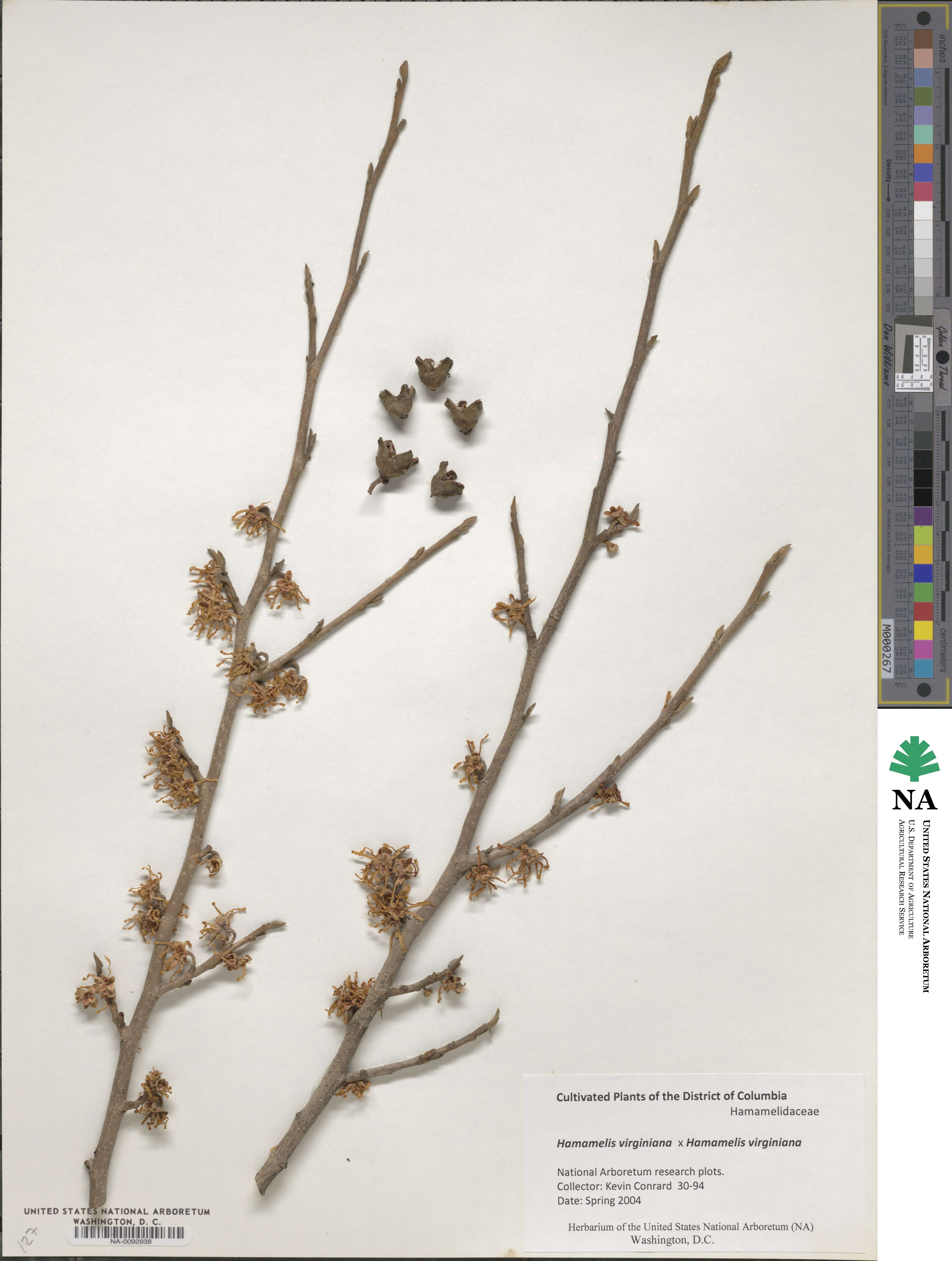 Hamamelis virginiana image