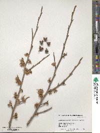 Hamamelis virginiana image