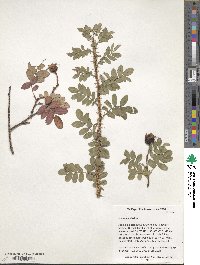 Rosa spinosissima image