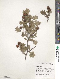 Crataegus meyeri image