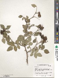 Rosa canina image