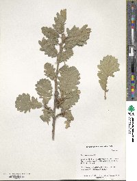 Quercus macranthera image