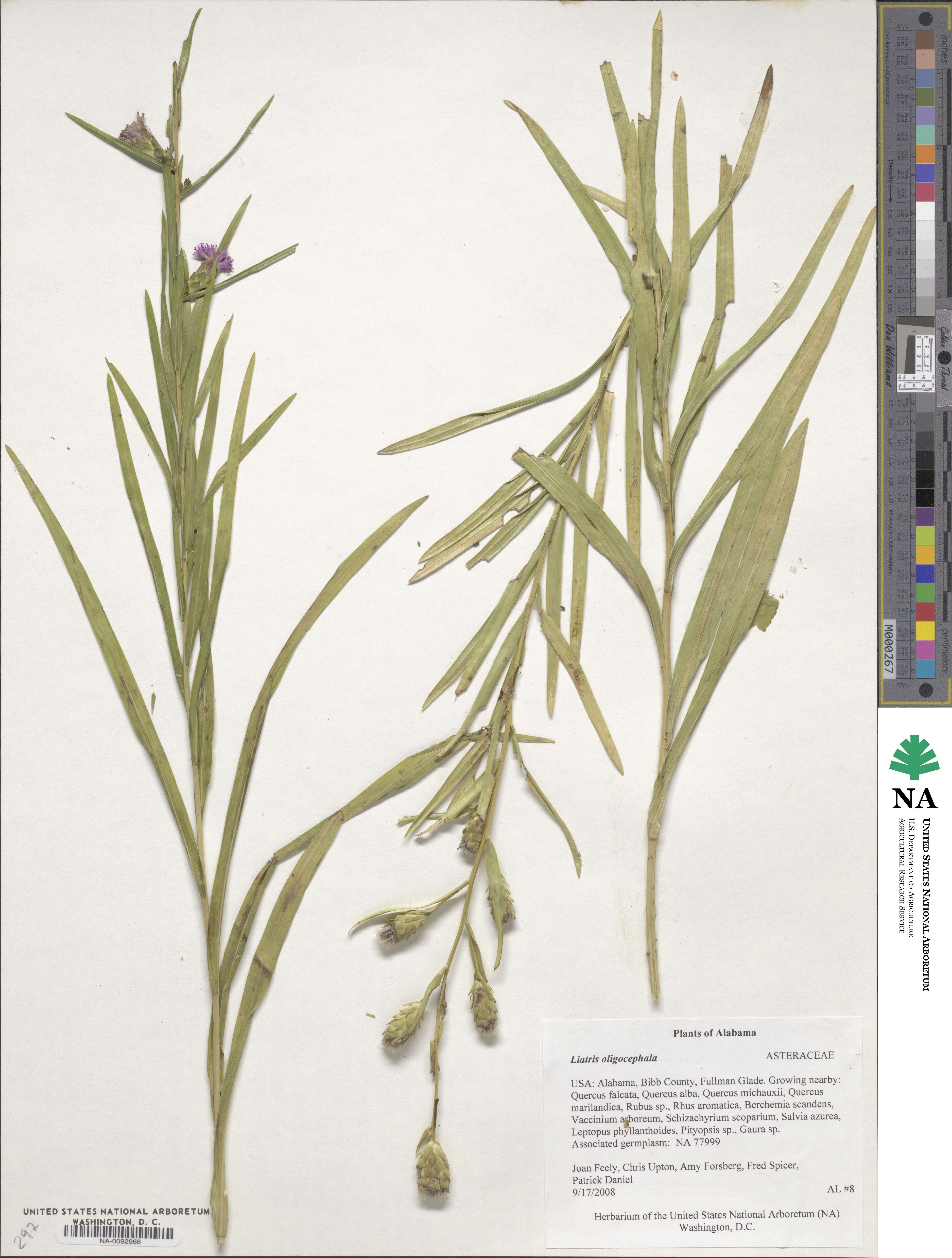 Liatris oligocephala image