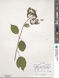 Hydrangea anomala image