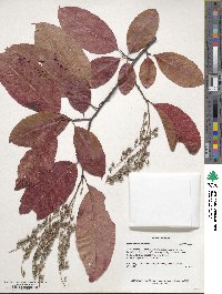 Oxydendrum arboreum image