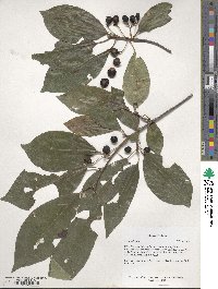 Nyssa sylvatica image