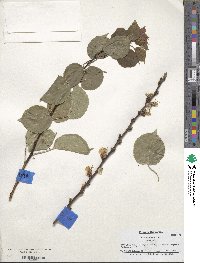 Prunus americana image