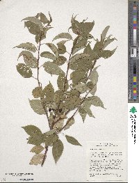 Prunus pensylvanica image