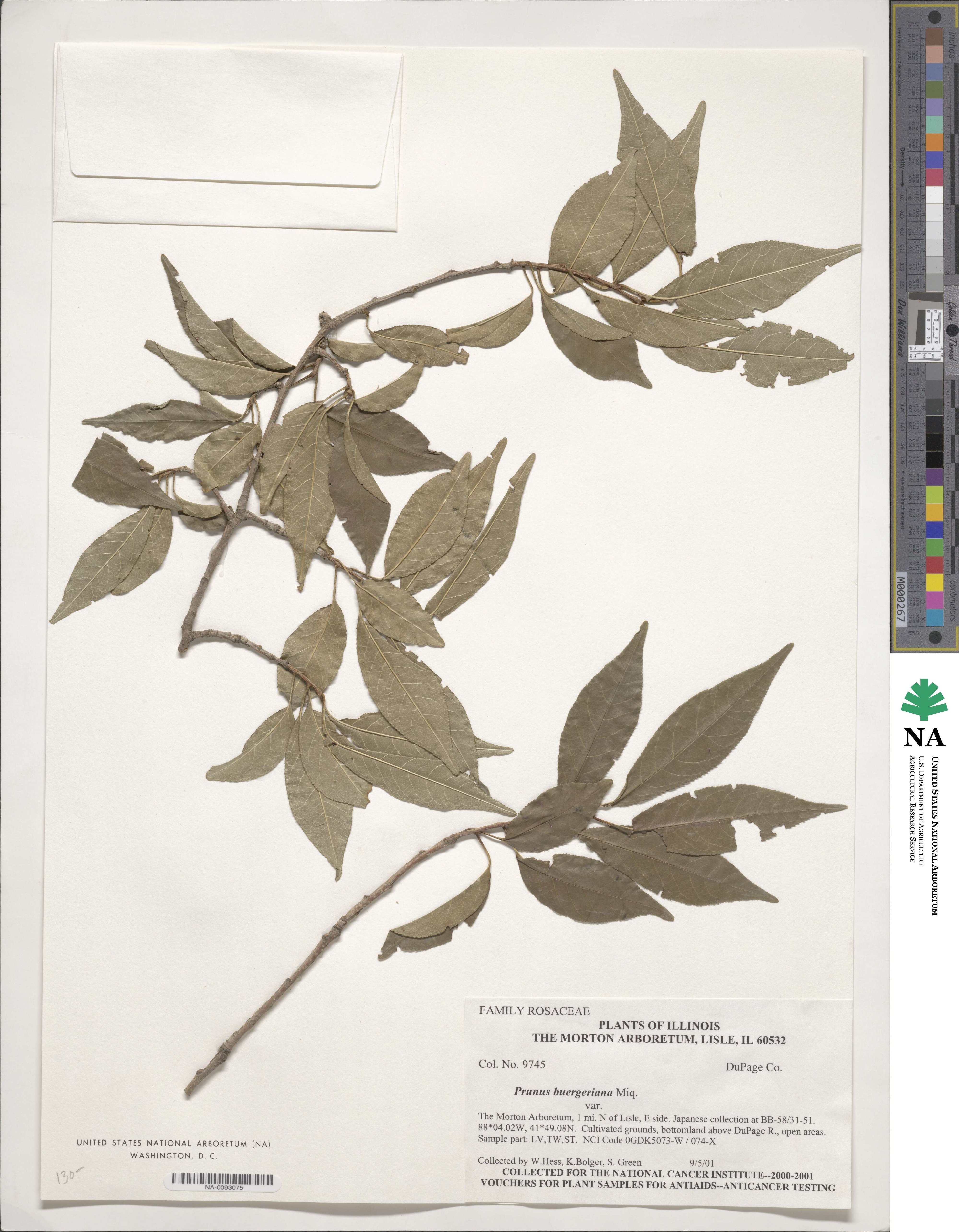 Prunus buergeriana image