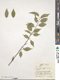 Prunus pensylvanica image