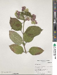 Hydrangea serrata image