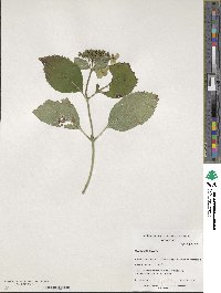 Hydrangea serrata image