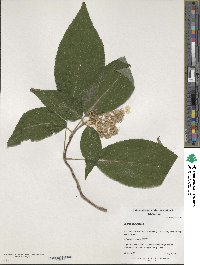 Hydrangea aspera image