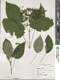 Hydrangea heteromalla image