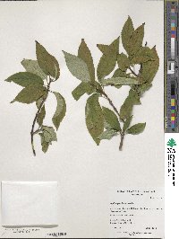 Hydrangea heteromalla image