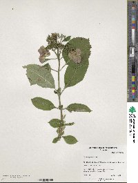 Hydrangea serrata image