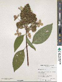 Hydrangea paniculata image