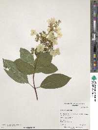 Hydrangea paniculata image