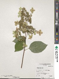 Hydrangea paniculata image