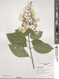 Hydrangea paniculata image